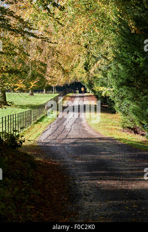 Une piste menant à Wallington House Gardens dans le Nord Est de l'Angleterre, Royaume-Uni. Banque D'Images