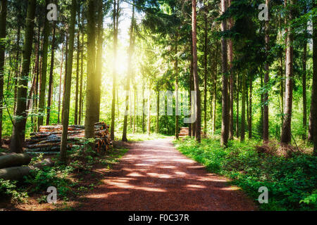 Chemin dans une foret. Les piles de journaux le long de la route. Paysage de printemps. Réserve naturelle en Allemagne Banque D'Images