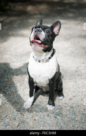 Boston terrier assis sur sentier Banque D'Images