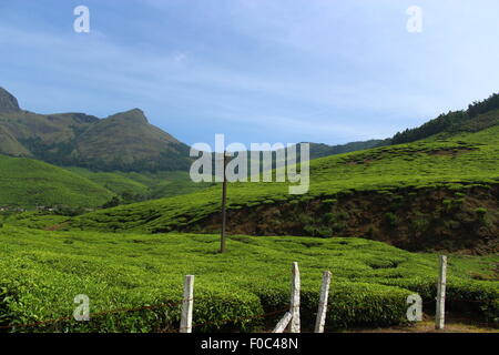 Vue d'une plantation de thé munnar, Kerala, Inde, Asie Banque D'Images
