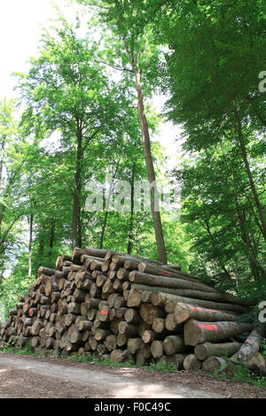 Un tas de bois dans une forêt proche ville d'holzen, Basse-Saxe, Allemagne, Europe Banque D'Images