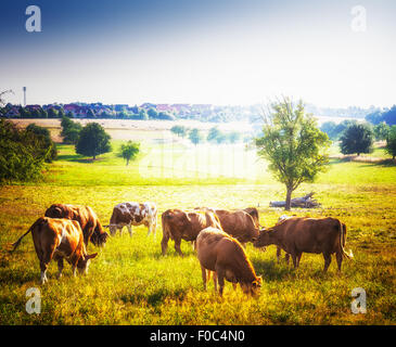 Le pâturage des vaches au pâturage. Beau paysage d'été ensoleillée dans rural Banque D'Images