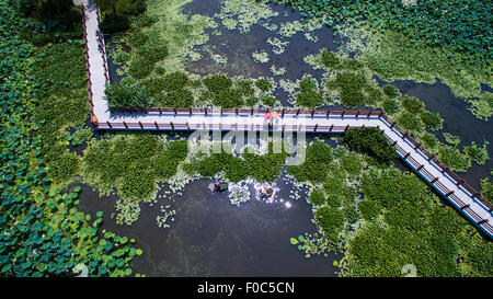 Changxing, Province de Zhejiang en Chine. Août 12, 2015. Les touristes voir lotus, sur un pont à chevalets en Tuying Village de Changxing County, Zhejiang Province de Chine orientale, le 12 août 2015. Comme la saison de récolte de lotus vient, ici les agriculteurs sont occupés à cueillir des fleurs de lotus et les graines. © Xu Yu/Xinhua/Alamy Live News Banque D'Images