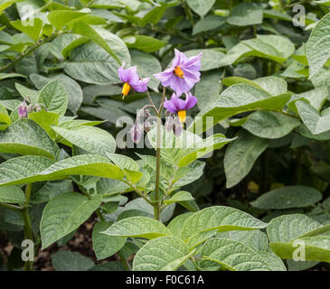 Fleurs de la pomme de terre Solanum tuberosum croissant dans le North Yorkshire UK Banque D'Images