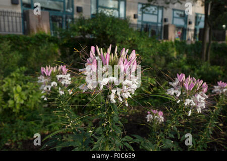 Cleome hassleriana, communément connu sous le nom de fleur, plante araignée araignée ou rose reine, grandissant dans Battery Park City, New York City. Banque D'Images