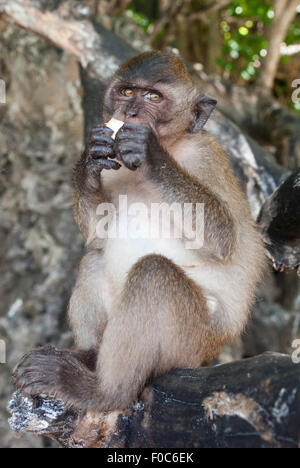 Singe sauvage dans la baie de la Thaïlande Banque D'Images