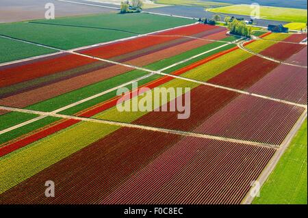 Vue aérienne de champs de tulipes colorées et chemins Banque D'Images
