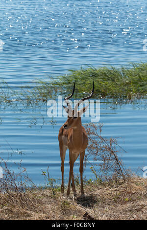 Impala debout sur la rivière Chobe, au Botswana, l'Afrique. Après l'eau potable. Banque D'Images