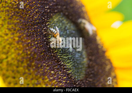 L'Helianthus annuus. L'alimentation de l'abeille sur un tournesol Banque D'Images