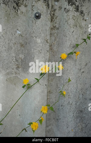 De plus en plus de plantes grimpantes fleurs jaune contre mur Banque D'Images