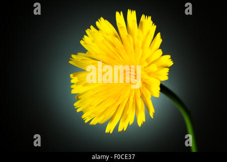 Studio photo d'un pissenlit jaune isolé sur fond sombre. Banque D'Images