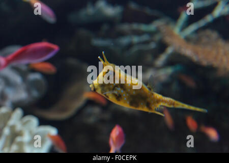 Cowfish Lactoria cornuta, Longhorn, est de la famille boxfish et peut être trouvé dans l'Indo-Pacifique. Banque D'Images