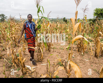 Jeune guerrier Massaï dans un champ de maïs dans son boma (village) en Tanzanie, Afrique. Banque D'Images