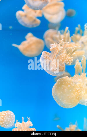 Repéré lagoon jelly, golden medusa, Mastigias papua, est de l'Indo-Pacifique. Banque D'Images