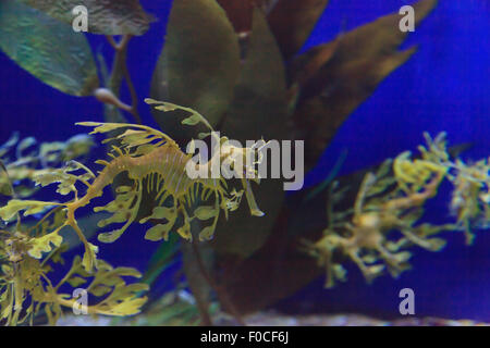 Seadragon feuilles, Phycodorus eques, est également connu sous le nom de Glauert seadragon. Jaune, il a souvent des feuilles multiples frondes vie pendaison Banque D'Images