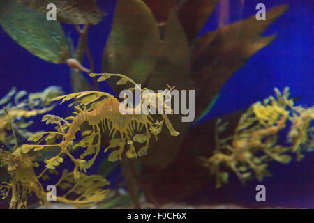 Seadragon feuilles, Phycodorus eques, est également connu sous le nom de Glauert seadragon. Jaune, il a souvent des feuilles multiples frondes vie pendaison Banque D'Images