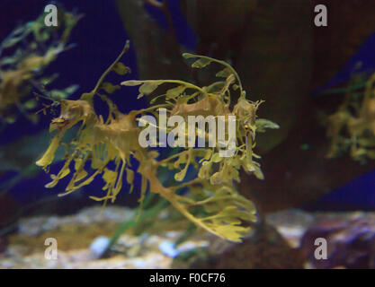 Seadragon feuilles, Phycodorus eques, est également connu sous le nom de Glauert seadragon. Jaune, il a souvent des feuilles multiples frondes vie pendaison Banque D'Images