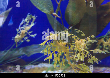 Seadragon feuilles, Phycodorus eques, est également connu sous le nom de Glauert seadragon. Jaune, il a souvent des feuilles multiples frondes vie pendaison Banque D'Images