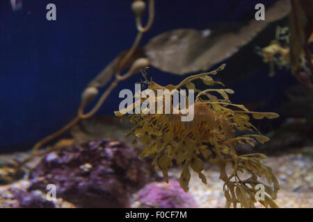 Seadragon feuilles, Phycodorus eques, est également connu sous le nom de Glauert seadragon. Jaune, il a souvent des feuilles multiples frondes vie pendaison Banque D'Images
