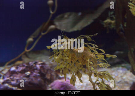Seadragon feuilles, Phycodorus eques, est également connu sous le nom de Glauert seadragon. Jaune, il a souvent des feuilles multiples frondes vie pendaison Banque D'Images