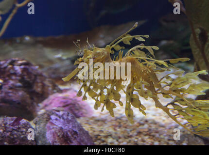 Seadragon feuilles, Phycodorus eques, est également connu sous le nom de Glauert seadragon. Jaune, il a souvent des feuilles multiples frondes vie pendaison Banque D'Images