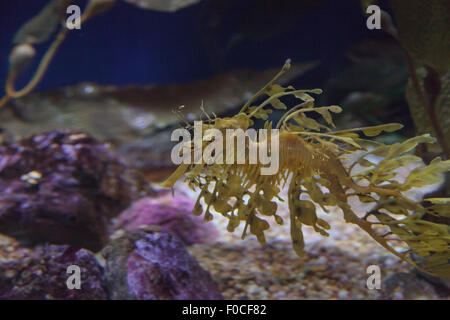 Seadragon feuilles, Phycodorus eques, est également connu sous le nom de Glauert seadragon. Jaune, il a souvent des feuilles multiples frondes vie pendaison Banque D'Images