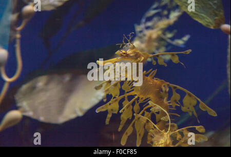 Seadragon feuilles, Phycodorus eques, est également connu sous le nom de Glauert seadragon. Jaune, il a souvent des feuilles multiples frondes vie pendaison Banque D'Images