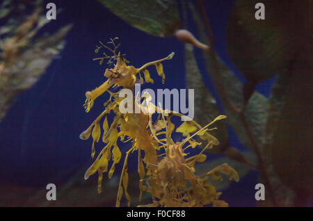 Seadragon feuilles, Phycodorus eques, est également connu sous le nom de Glauert seadragon. Jaune, il a souvent des feuilles multiples frondes vie pendaison Banque D'Images