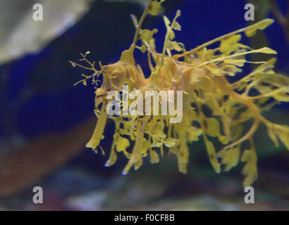 Seadragon feuilles, Phycodorus eques, est également connu sous le nom de Glauert seadragon. Jaune, il a souvent des feuilles multiples frondes vie pendaison Banque D'Images