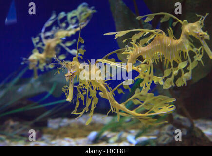 Seadragon feuilles, Phycodorus eques, est également connu sous le nom de Glauert seadragon. Jaune, il a souvent des feuilles multiples frondes vie pendaison Banque D'Images