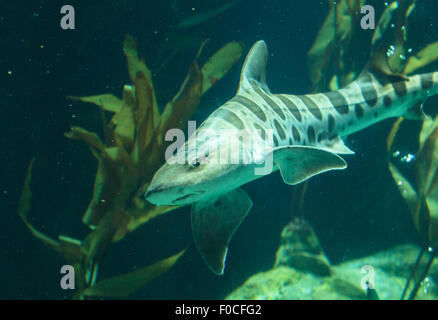 Shark Stegostoma fasciatum, Zebra, aussi appelé le requin léopard, est une espèce de requin tapis ainsi que dans tout le tropi Banque D'Images