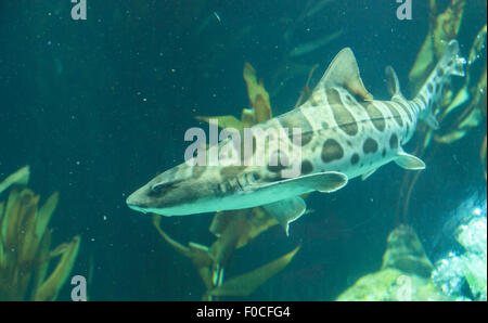 Shark Stegostoma fasciatum, Zebra, aussi appelé le requin léopard, est une espèce de requin tapis ainsi que dans tout le tropi Banque D'Images