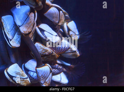 Pied, pélagiques Lepas anatifera, sont trouvés dans les régions tropicales et subtropicales des océans du monde entier. Banque D'Images