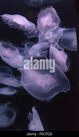 Lune, méduses Aurelia aurita, est translucide et possède quatre gonades comme à cheval visible. Il dérive avec le courant tout au long de Banque D'Images