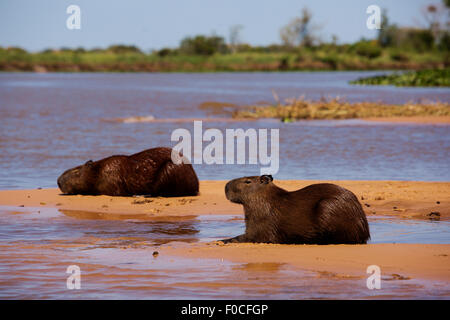 Capybara est le plus gros rongeur du monde, il abonde dans la vaste Pantanal de Mato Grosso. On retrouve habituellement près de l'eau Banque D'Images