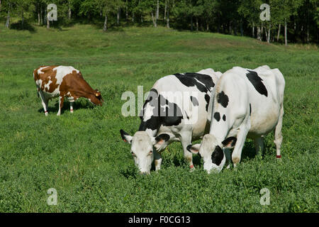 Holstein & Swedish Red & White dairy cows grazing champ vert. Banque D'Images