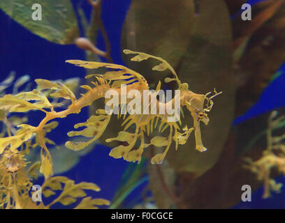 Seadragon feuilles, Phycodorus eques, est également connu sous le nom de Glauert seadragon. Jaune, il a souvent des feuilles multiples frondes vie pendaison Banque D'Images