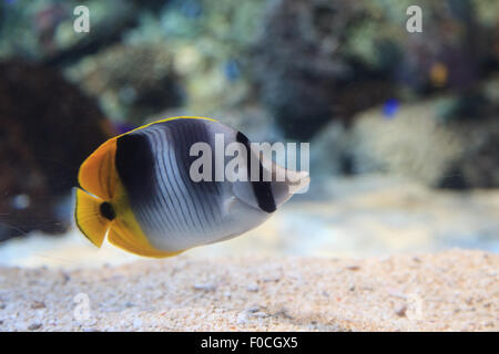 Papillons, Chaetodon auriga Threadfin, est un jaune, blanc et noir avec un poisson bouche fin et pointu Banque D'Images