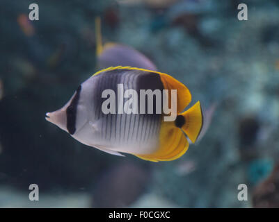 Papillons, Chaetodon auriga Threadfin, est un jaune, blanc et noir avec un poisson bouche fin et pointu Banque D'Images