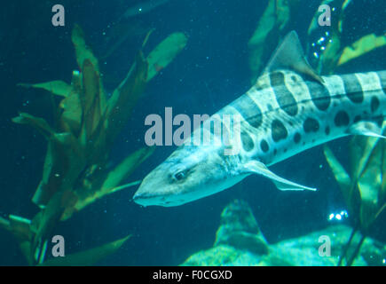 Shark Stegostoma fasciatum, Zebra, aussi appelé le requin léopard, est une espèce de requin tapis ainsi que dans tout le tropi Banque D'Images