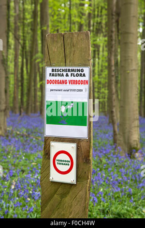 Interdiction panneau interdisant l'entrée et jacinthes en fleurs en forêt de hêtres au printemps à la Hallerbos près de Bruxelles, Belgique Banque D'Images