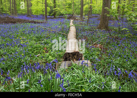 Arbre abattu entre bluebells (Endymion) nonscriptus en fleurs en forêt de hêtres (Fagus sylvatica) au printemps Banque D'Images