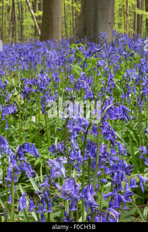 Bluebells (Endymion) nonscriptus en fleurs en forêt de hêtres (Fagus sylvatica) au printemps Banque D'Images