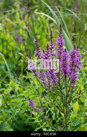 La salicaire commune / lythrum salicaire pourpre / enrichis (Lythrum salicaria) en fleurs Banque D'Images