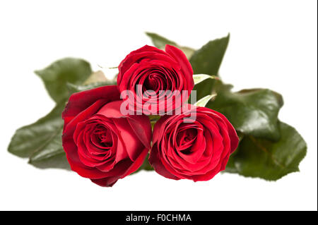 Trois roses rouges sur fond blanc Banque D'Images