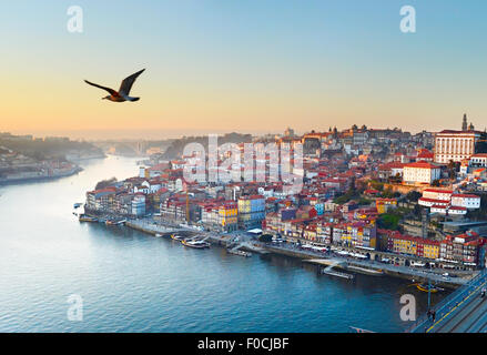 Mouette volant dans le ciel sur la ville de Porto, Portugal Banque D'Images