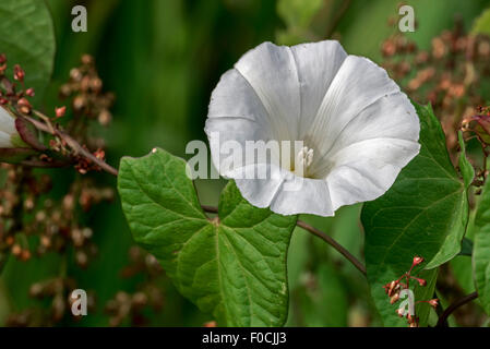 Liseron des champs de couverture plus large / / / beauté Rutland bugle vine (Convolvulus sepium Calystegia sepium) / en fleur Banque D'Images