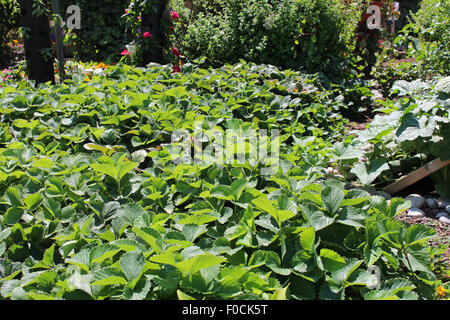 Les jeunes jardin fraise Banque D'Images