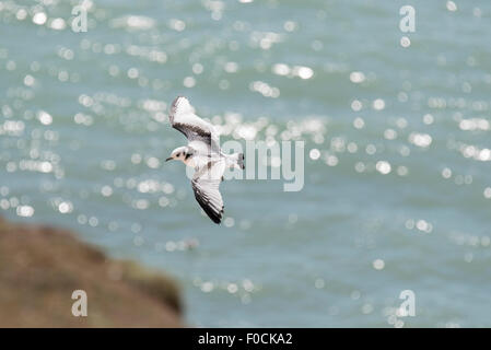 Mouette tridactyle juvénile en vol sur la mer Banque D'Images