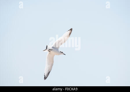 Vue de dessous un battant Kittiwake juvénile Banque D'Images